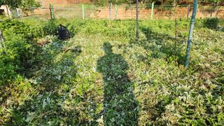 제부도그린농원님의 사과 · 제초 작성글 사진