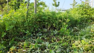 제부도그린농원님의 사과 · 제초 작성글 사진