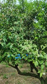 팜모닝 자유주제·자유게시판 게시글 이미지