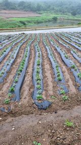 팜모닝 금쪽같은 내 작물 자랑하기·참여 게시글 이미지