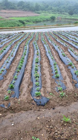 초보농부님의 금쪽같은 내 작물 자랑하기 · 참여 작성글 사진