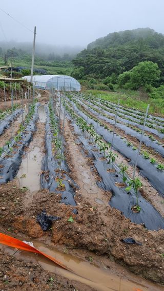 초보농부님의 금쪽같은 내 작물 자랑하기 · 참여 작성글 사진