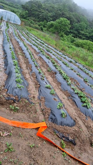초보농부님의 금쪽같은 내 작물 자랑하기 · 참여 작성글 사진