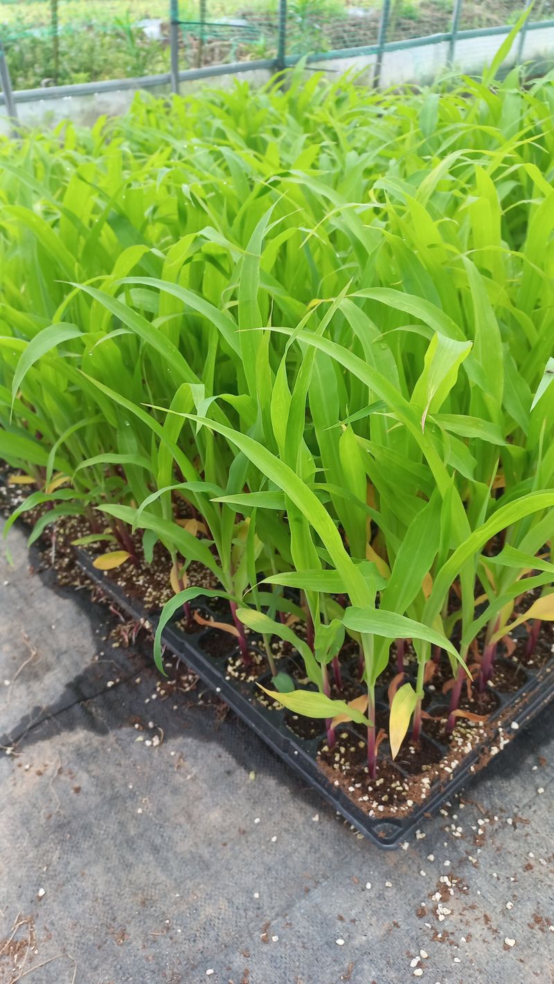 장터 상품 [알록이찰옥수수모종] 썸네일