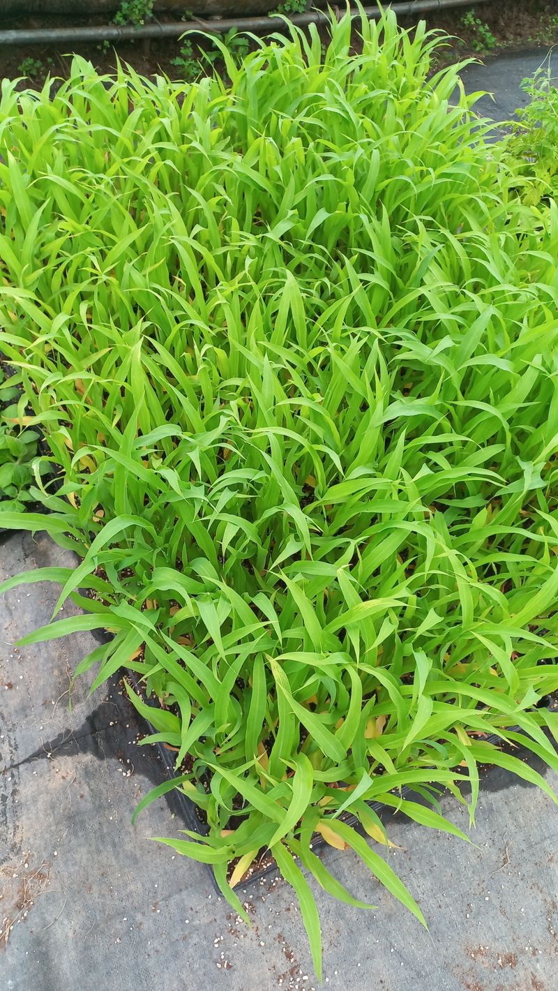 농부의아내님의 장터 판매 상품 [알록이찰옥수수모종] 첨부 사진