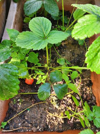 이영화님의 금쪽같은 내 작물 자랑하기 · 참여 작성글 사진