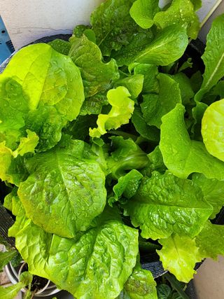 이영화님의 금쪽같은 내 작물 자랑하기 · 참여 작성글 사진