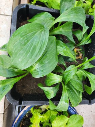 이영화님의 금쪽같은 내 작물 자랑하기 · 참여 작성글 사진