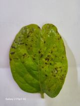 팜모닝 장터이야기·자유게시판 게시글 이미지