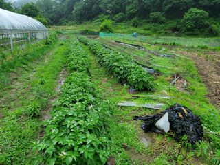 오형섭 님의 금쪽같은 내 작물 자랑하기 · 참여 작성글 사진