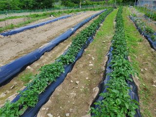 오형섭 님의 금쪽같은 내 작물 자랑하기 · 참여 작성글 사진