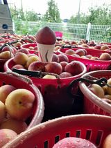 팜모닝 금쪽같은 내 작물 자랑하기·참여 게시글 이미지