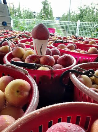 자두1137님의 금쪽같은 내 작물 자랑하기 · 참여 작성글 사진