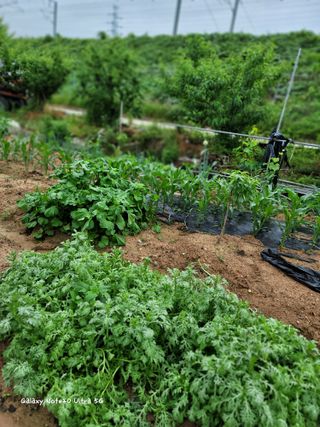 기원운님의 금쪽같은 내 작물 자랑하기 · 참여 작성글 사진
