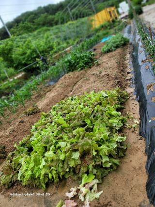 기원운님의 금쪽같은 내 작물 자랑하기 · 참여 작성글 사진