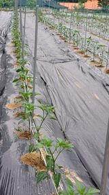 팜모닝 금쪽같은 내 작물 자랑하기·참여 게시글 이미지