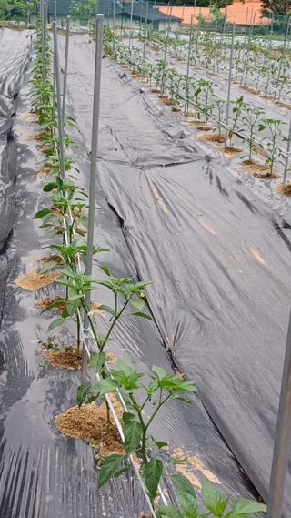 이성수님의 금쪽같은 내 작물 자랑하기 · 참여 작성글 사진