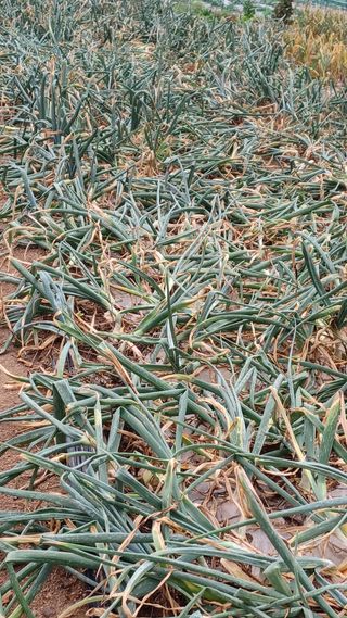 이성수님의 금쪽같은 내 작물 자랑하기 · 참여 작성글 사진