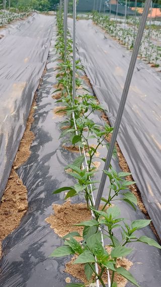 이성수님의 금쪽같은 내 작물 자랑하기 · 참여 작성글 사진