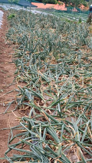 이성수님의 금쪽같은 내 작물 자랑하기 · 참여 작성글 사진