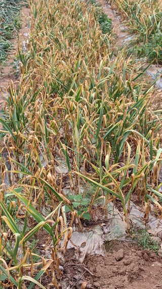 이성수님의 금쪽같은 내 작물 자랑하기 · 참여 작성글 사진