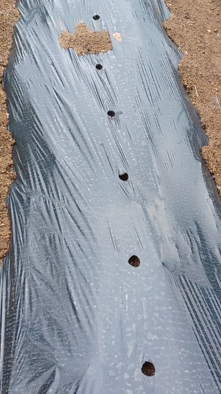 이성수님의 금쪽같은 내 작물 자랑하기 · 참여 작성글 사진