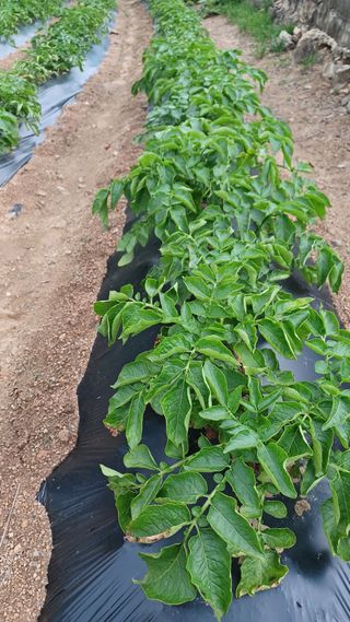 이성수님의 금쪽같은 내 작물 자랑하기 · 참여 작성글 사진