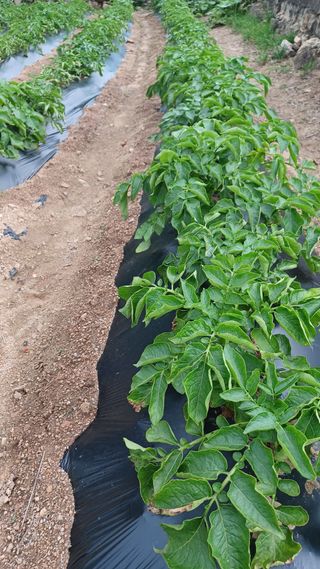 이성수님의 금쪽같은 내 작물 자랑하기 · 참여 작성글 사진