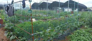 서강훈님의 금쪽같은 내 작물 자랑하기 · 참여 작성글 사진