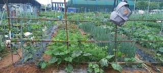 서강훈님의 금쪽같은 내 작물 자랑하기 · 참여 작성글 사진