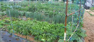 서강훈님의 금쪽같은 내 작물 자랑하기 · 참여 작성글 사진