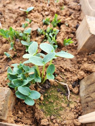 자연과의 소통님의 자유주제 · 자유게시판 작성글 사진