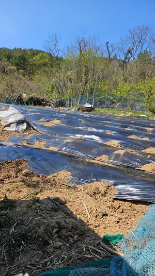 김장수님의 고구마 · 자유게시판 작성글 사진