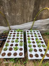 팜모닝 금쪽같은 내 작물 자랑하기·참여 게시글 이미지