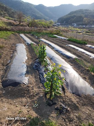강신규님의 금쪽같은 내 작물 자랑하기 · 참여 작성글 사진
