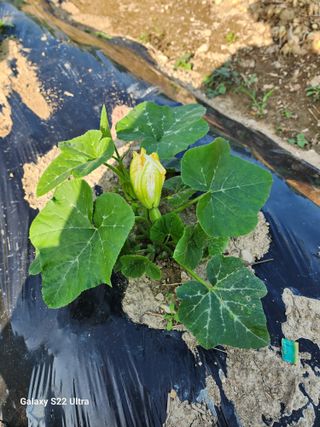 강신규님의 금쪽같은 내 작물 자랑하기 · 참여 작성글 사진