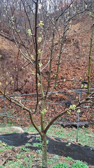 김광태님의 금쪽같은 내 작물 자랑하기 · 참여 작성글 사진