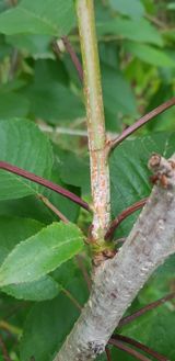 팜모닝 기타작물·병해충상담 게시글 이미지