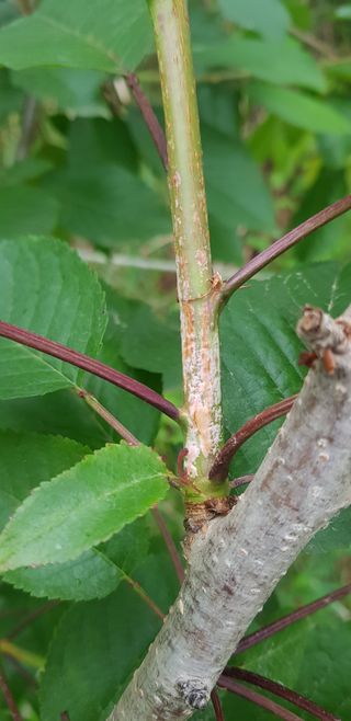 hhoo님의 기타작물 · 병해충상담 작성글 사진