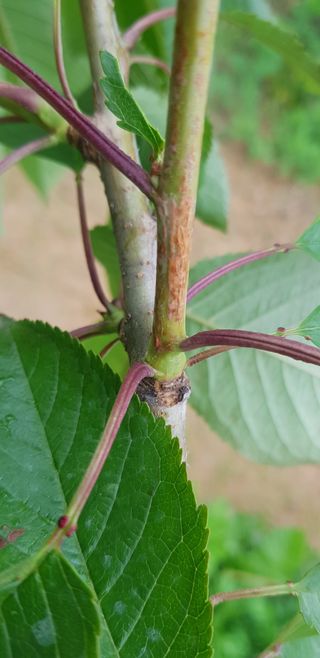 hhoo님의 기타작물 · 병해충상담 작성글 사진