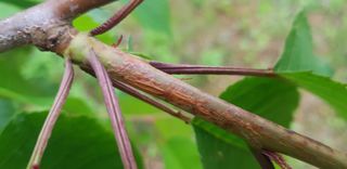 hhoo님의 기타작물 · 병해충상담 작성글 사진