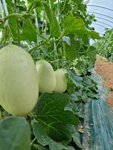 팜모닝 금쪽같은 내 작물 자랑하기·참여 게시글 이미지