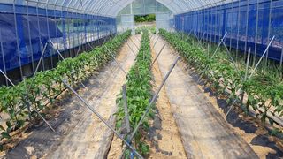 김광수님의 금쪽같은 내 작물 자랑하기 · 참여 작성글 사진