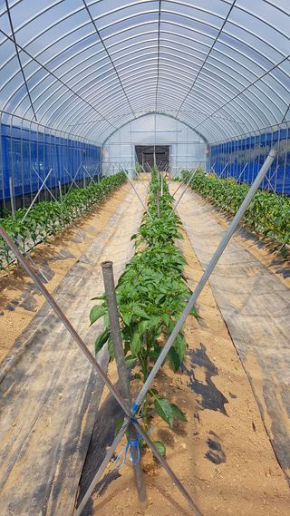 김광수님의 금쪽같은 내 작물 자랑하기 · 참여 작성글 사진