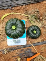 팜모닝 금쪽같은 내 작물 자랑하기·참여 게시글 이미지