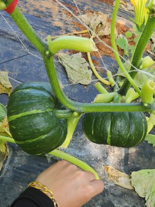 정희원 님의 금쪽같은 내 작물 자랑하기 · 참여 작성글 사진