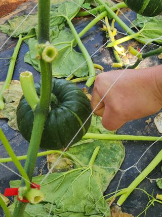 정희원 님의 금쪽같은 내 작물 자랑하기 · 참여 작성글 사진