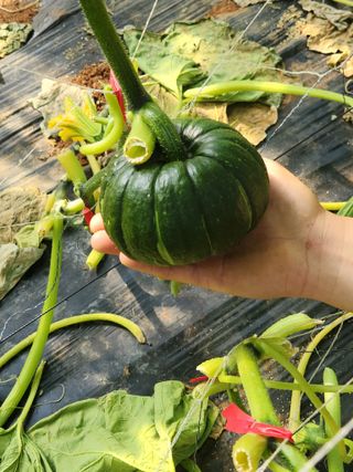 정희원 님의 금쪽같은 내 작물 자랑하기 · 참여 작성글 사진