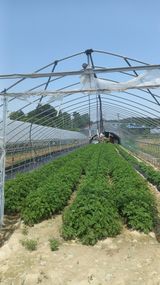 팜모닝 금쪽같은 내 작물 자랑하기·참여 게시글 이미지