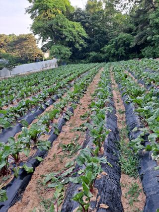 상수기님의 금쪽같은 내 작물 자랑하기 · 참여 작성글 사진